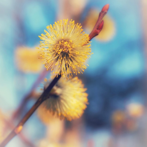 Close-up of yellow flowering plant