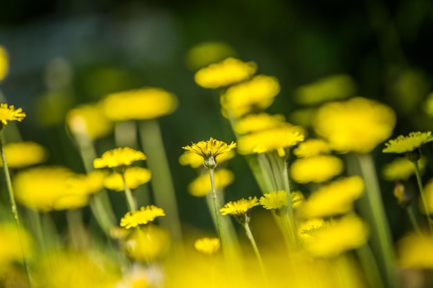 Close-up of yellow flowering plants on field