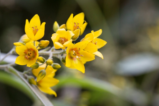 Close up yellow flowers bell shape, Lysimachia nummularia Aurea, creeping Jenny on rock and old brick background.