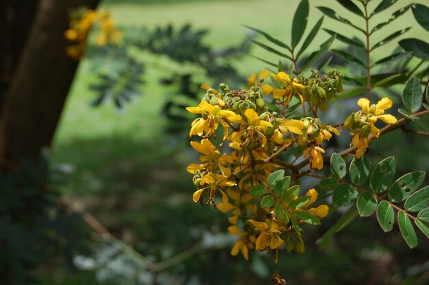 Close-up of yellow flowers blooming on field