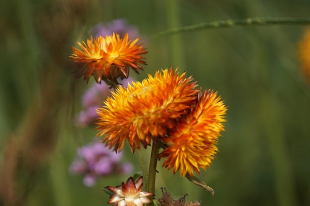 Photo close-up of yellow flowers blooming outdoors