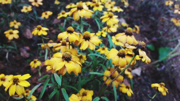 Photo close-up of yellow flowers blooming outdoors