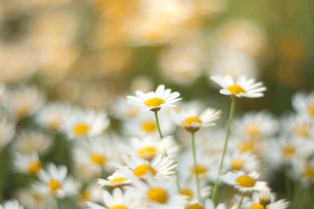 Photo close-up of yellow flowers blooming outdoors