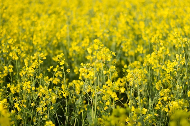 Photo close-up of yellow flowers in field