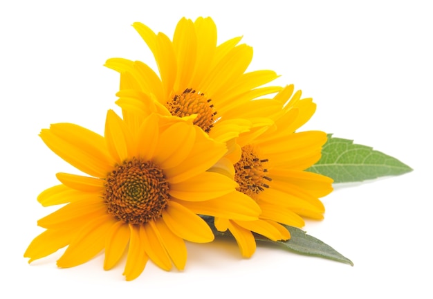 Close up yellow flowers in studio