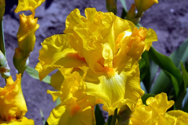 Close-up of yellow flowers