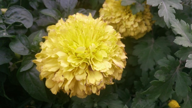 Close-up of yellow flowers