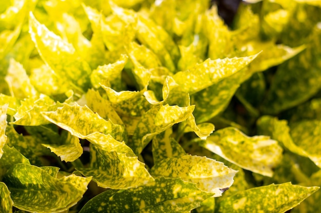 Close up of yellow garden leaves Colorful yellow croton plants