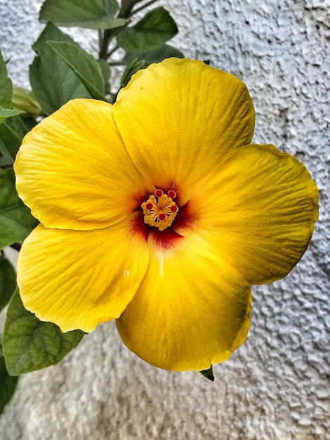 Close-up of yellow hibiscus blooming outdoors