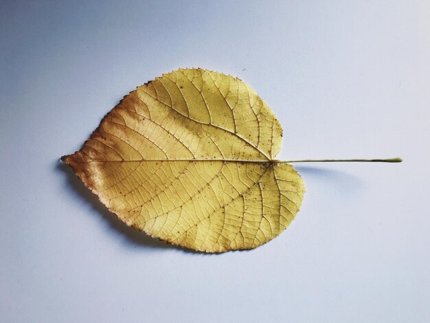 Close-up of yellow leaf on white background