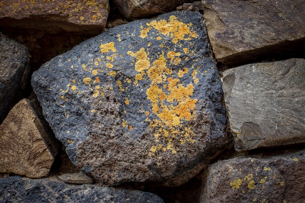 Close up yellow lichen cover the rough stone wall concept photo