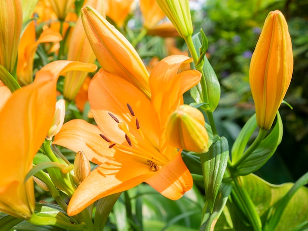 Close-up of yellow lily flowers