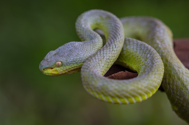 Close up Yellow-lipped Green Pit Viper snake