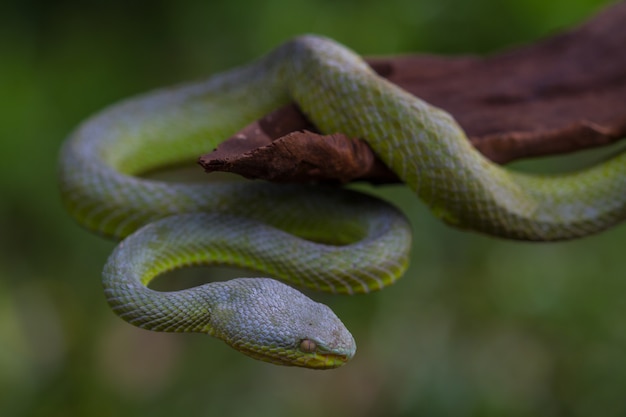 Close up Yellow-lipped Green Pit Viper snake