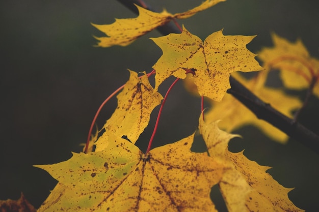 Close-up of yellow maple leaf