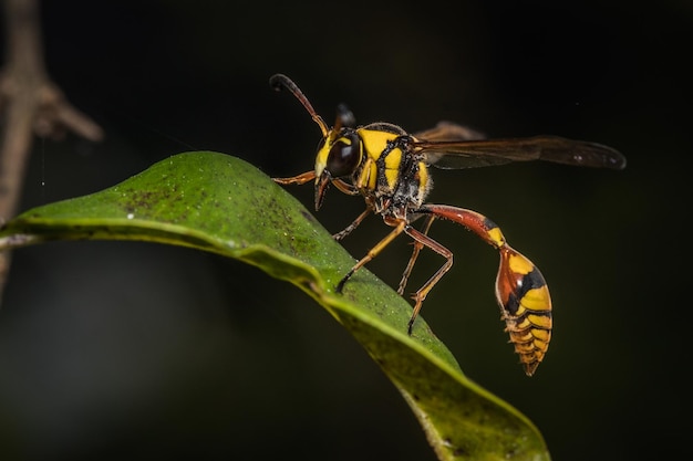 Close up yellow stripped wasp on leaf