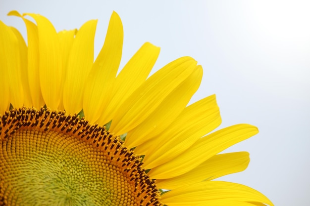 Close up of yellow sunflower on plant