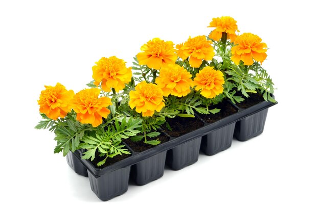 Photo close-up of yellow tangetes seedlings flowers in tray against white background