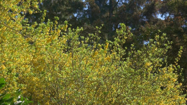 Close up of yellow tree blossom on a sunny spring day blooming forsythia flowers close up beautiful