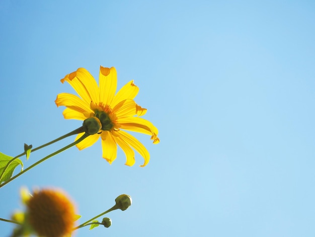 Close up yellow Tree Marigold or Maxican Sunflower and green leaves against blue sky Floral background