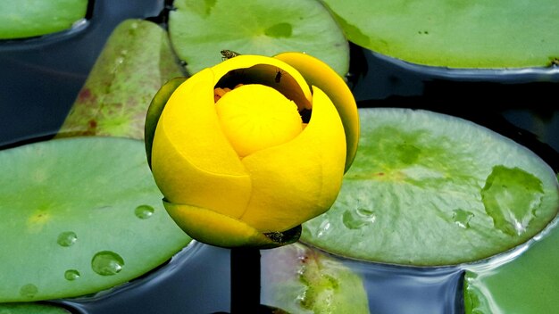 Photo close-up of yellow water lily blooming outdoors