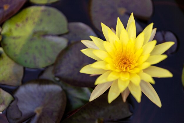 Photo close-up of yellow water lily