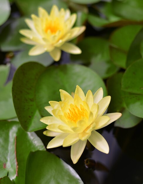 Photo close-up of yellow water lily