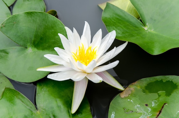 Close up yellow white lotus blossom in swamp: lotus and swamp background