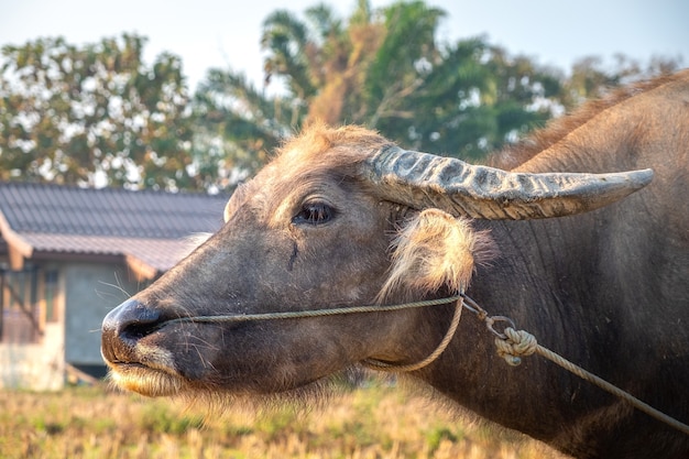 Close-up of a young buffalo in front of a farmhouse. Pai, Thailand.