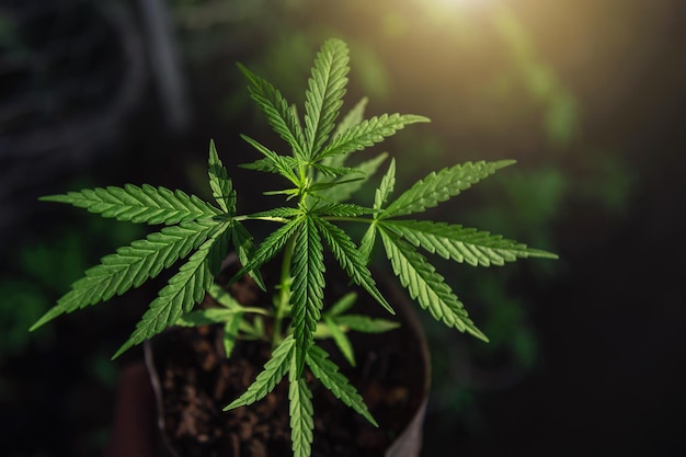 Close Up Young cannabis Plant Growing in farm with warm sunshine