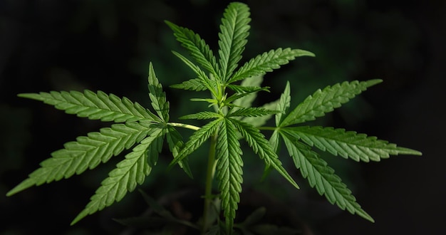 Close Up Young cannabis Plant Growing in farm with warm sunshine