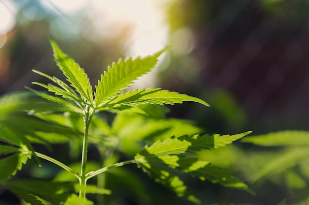 Close Up Young cannabis Plant Growing in farm with warm sunshine