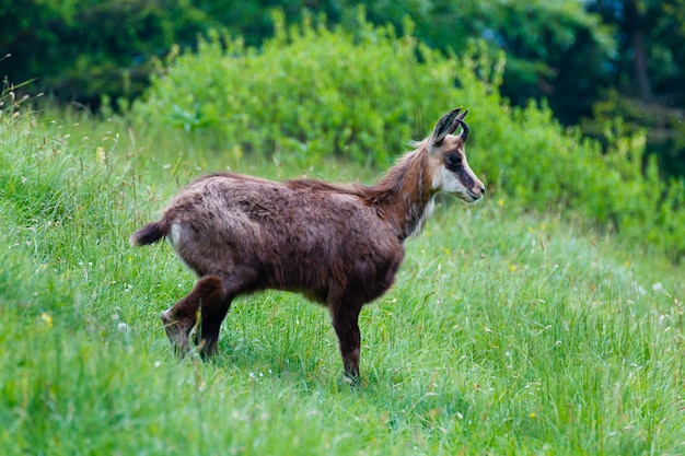 A close up of a young chamois from italian alps, Rupicapra Rupicapra