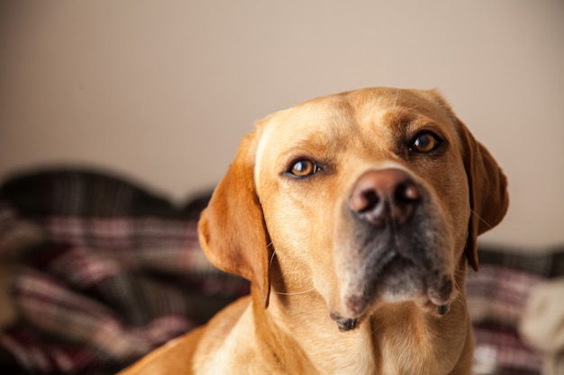 Close up of young curious Labrador at home