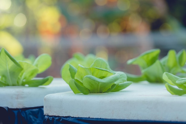 Close up of young and fresh vegetable green color in white tray in hydroponic farm.