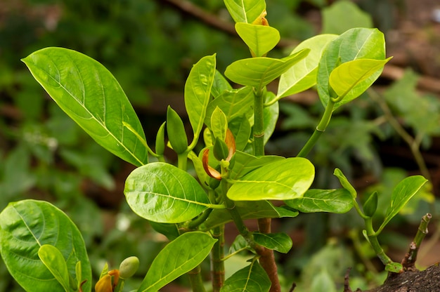 Close up of young jack fruit and its flower on the tree