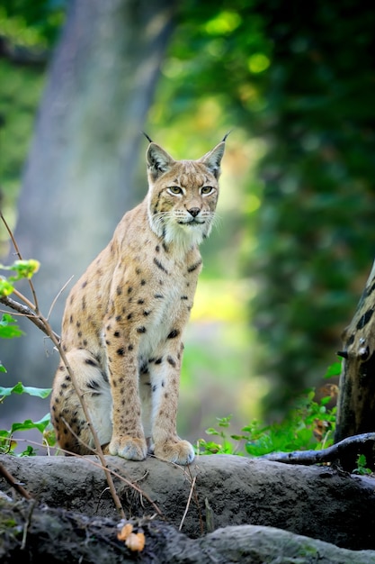 Close-up young lynx in spring time