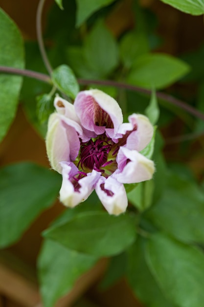 Photo close-up at young pink clematis stages of blooming from unopened bud to fully opened flower