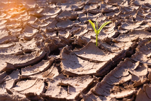 Close up young plant growing up on desolate landNew life conceptSmall plants on the crack earthfreshseedPhoto fresh and new hopes concept idea