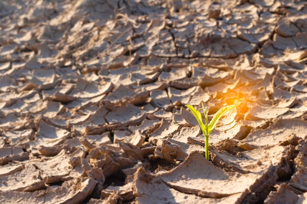 Close up young plant growing up on desolate landNew life conceptSmall plants on the crack earthfreshseedPhoto fresh and new hopes concept idea