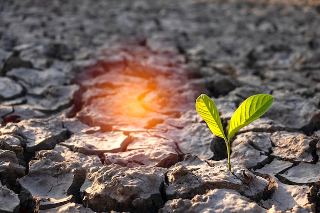 Close up young plant growing up on desolate landNew life conceptSmall plants on the crack earthfreshseedPhoto fresh and new hopes concept idea