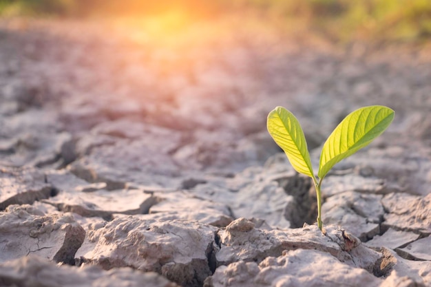 Close up young plant growing up on desolate landNew life conceptSmall plants on the crack earthfreshseedPhoto fresh and new hopes concept idea