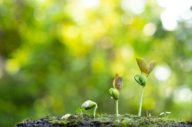 Close up of a young plant sprouting from the tropical green ground