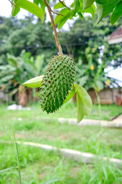 close-up of young soursop fruit