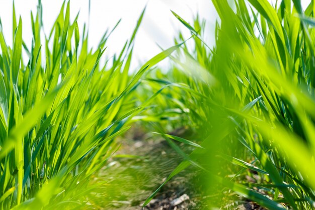 Close Up Young Wheat Sprouts Growing in the field