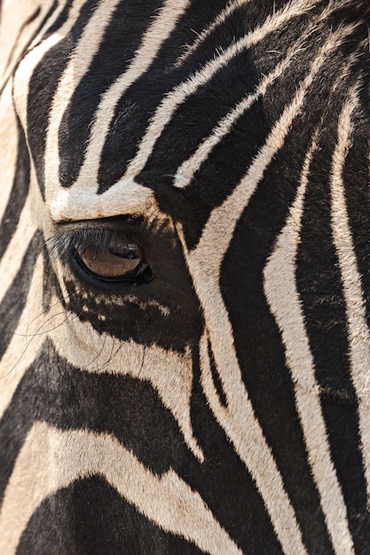 Close-up of a zebra's eye. Macro