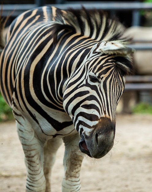 Photo close-up of zebra