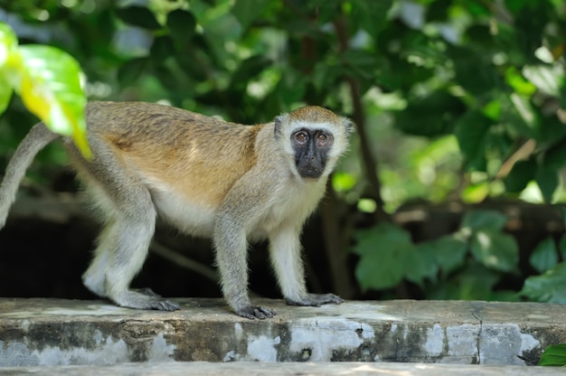 Close vervet monkey in National park of Kenya, Africa