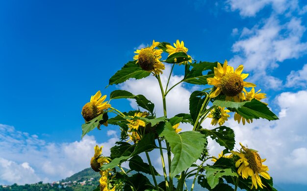 close view of blossom sunflower at farmland.