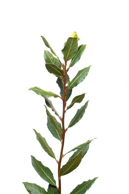 Close view of a branch of sweet bay laurel leafs.